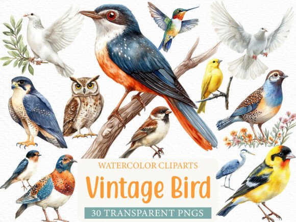Download Watercolor Vintage Bird Clipart Bundle - Premium Bundle
